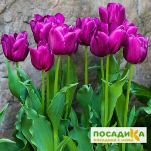 Тюльпан многоцветковый Пурпл Букет в Ульяновске