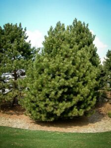 Сосна Чёрная (Pinus Nigra) в Ульяновске