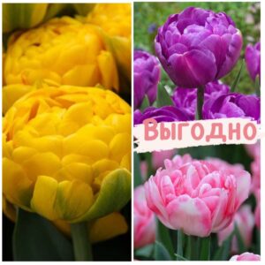 Красота в тройной выгоде! Только для любителей тюльпанов! в Ульяновске