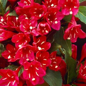 Вейгела цветущая «Ред Принц» в Ульяновске