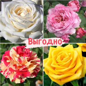 Набор Чайно-гибридные розы! в Ульяновске