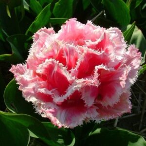 Тюльпан бахромчатый Квинсленд (QUEENSLAND) в Ульяновске