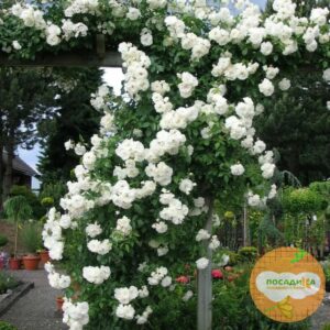 Роза плетистая Белый каскад в Ульяновске
