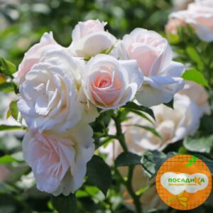 Роза почвопокровной Аспирин в Ульяновске