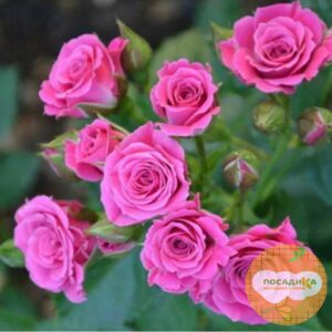 Роза Спрей розовый в Ульяновске