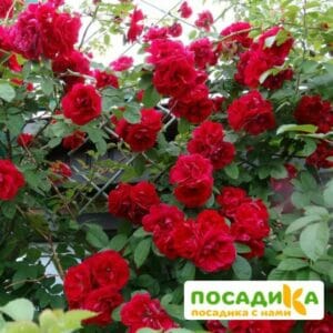 Роза плетистая Амадеус в Ульяновске