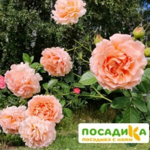 Роза плетистая Полька в Ульяновске