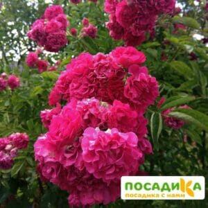 Роза плетистая Эксцельза в Ульяновске