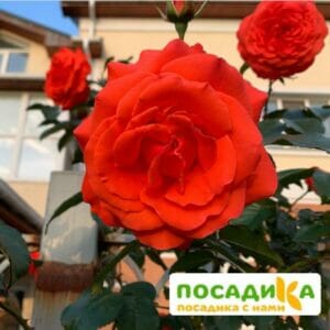 Роза плетистая Майнтауэр в Ульяновске