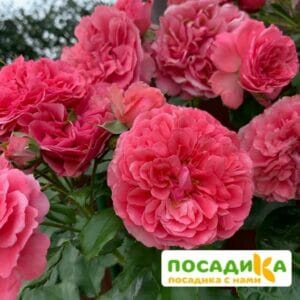 Роза плетистая Розариум Ютерзен в Ульяновске