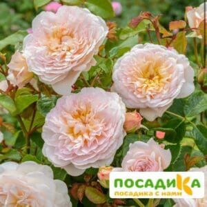 Роза плетистая Эмили Грей в Ульяновске