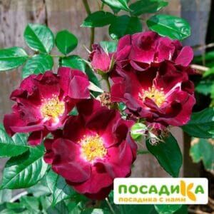 Роза плетистая  Найт Оул в Ульяновске