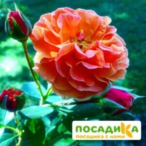 Роза Арабия в Ульяновске
