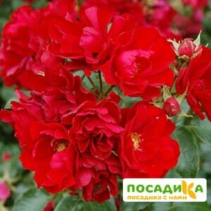 Роза Центро-Розе в Ульяновске