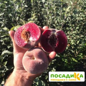 Персики с красной мякотью ЭРИТРОКАРПА в Ульяновске