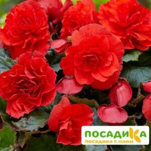 Бегония крупноцветковая красная в Ульяновске