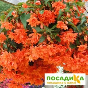 Бегония ампельная оранжевая в Ульяновске
