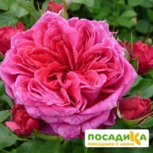 Шраб Роза Соул в Ульяновске